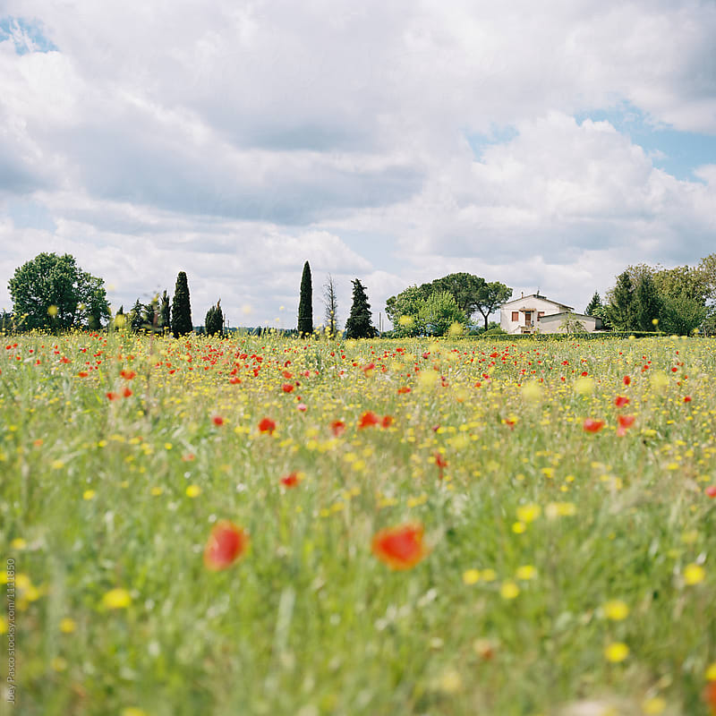 A poppy field in the Tuscan countryside with a house in the distance