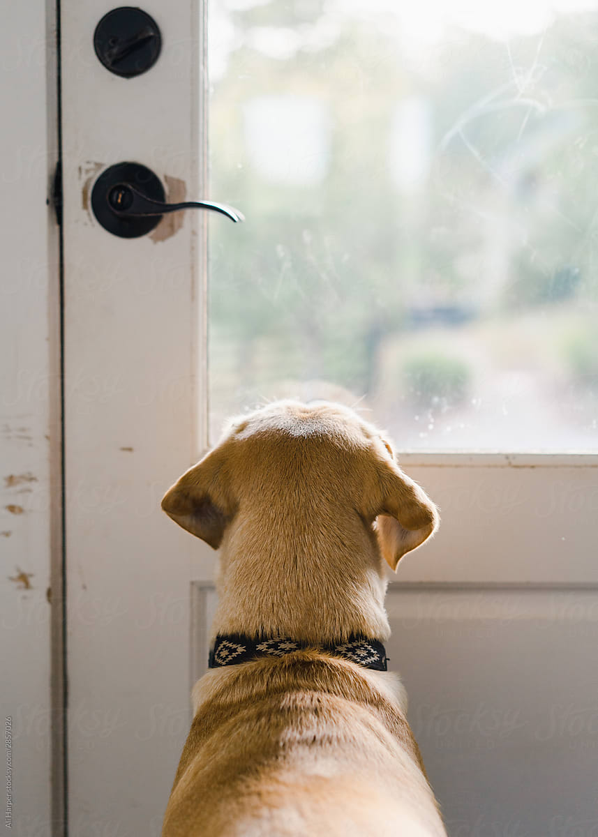 Dog looking out window, waiting for owner to come home.