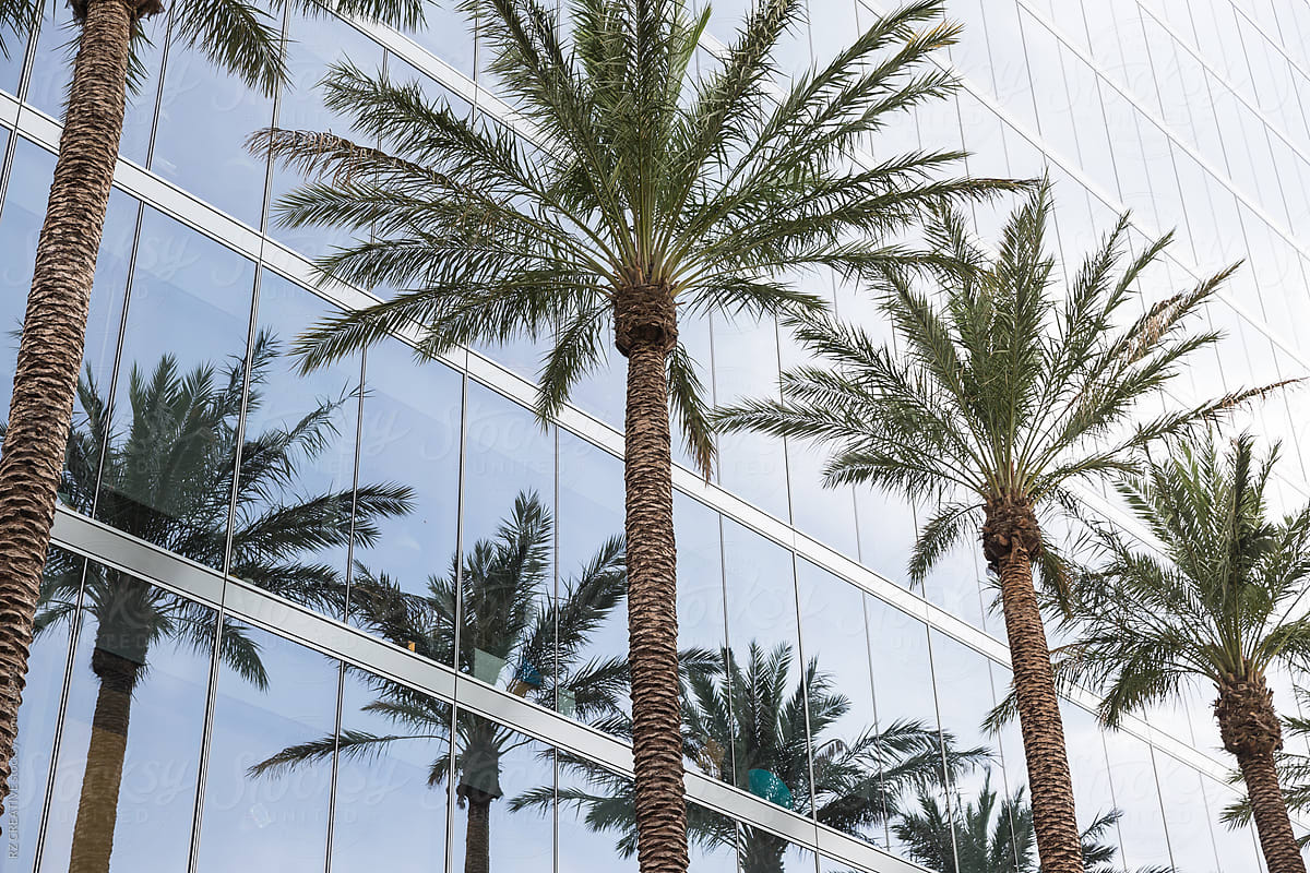 Palm trees reflect office building windows.