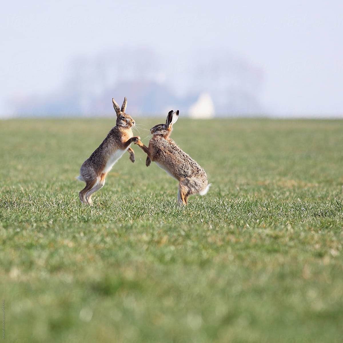 Two hares appear to be highfiving, while having a boxing match in a field