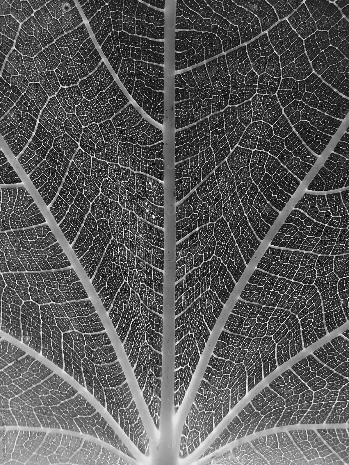Close up of a leaf in black and white.