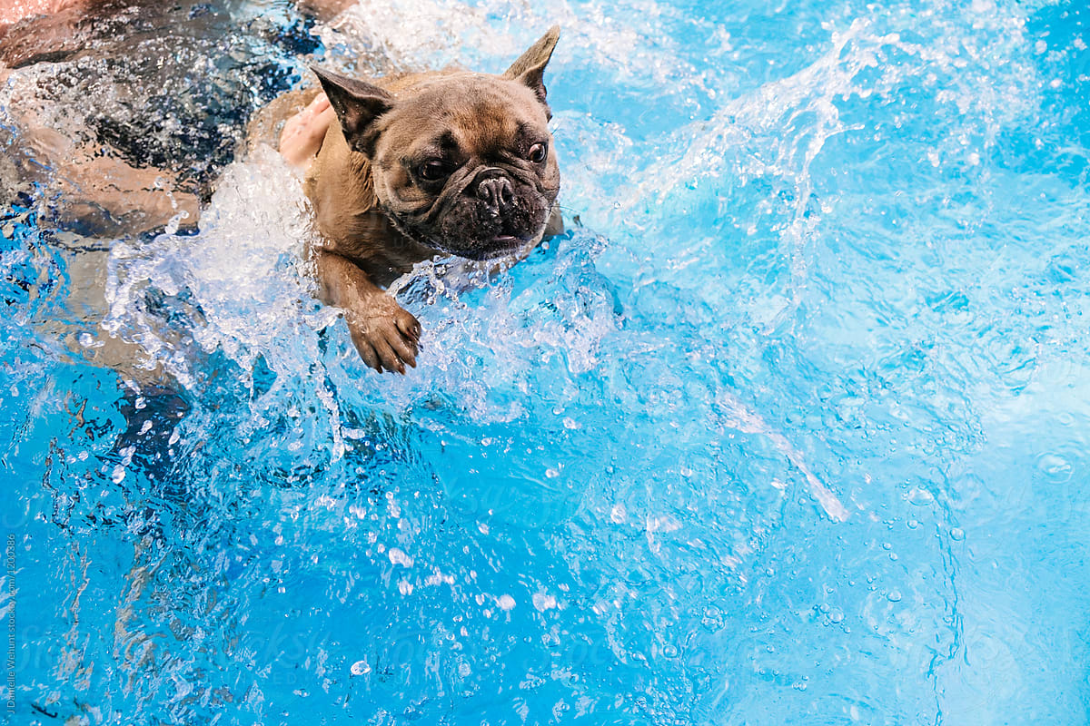 A terrified french bulldog swimming in a pool