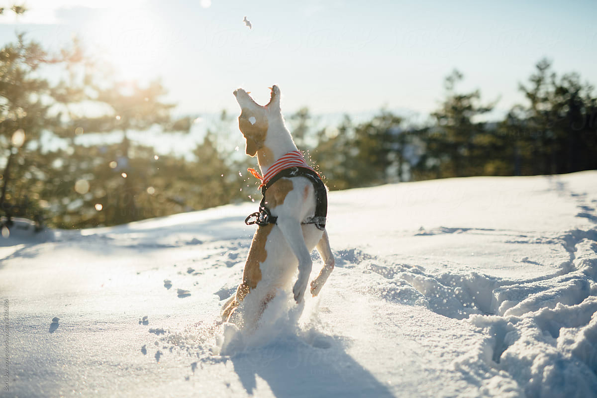 Happy Dog Catching A Snack On A Snowy Mountain