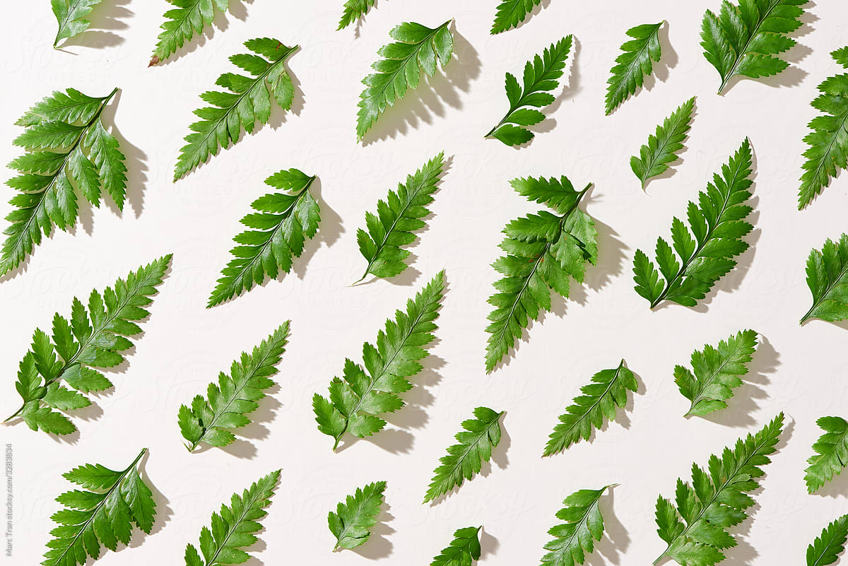 Green leaves pattern on white background. Flat lay.