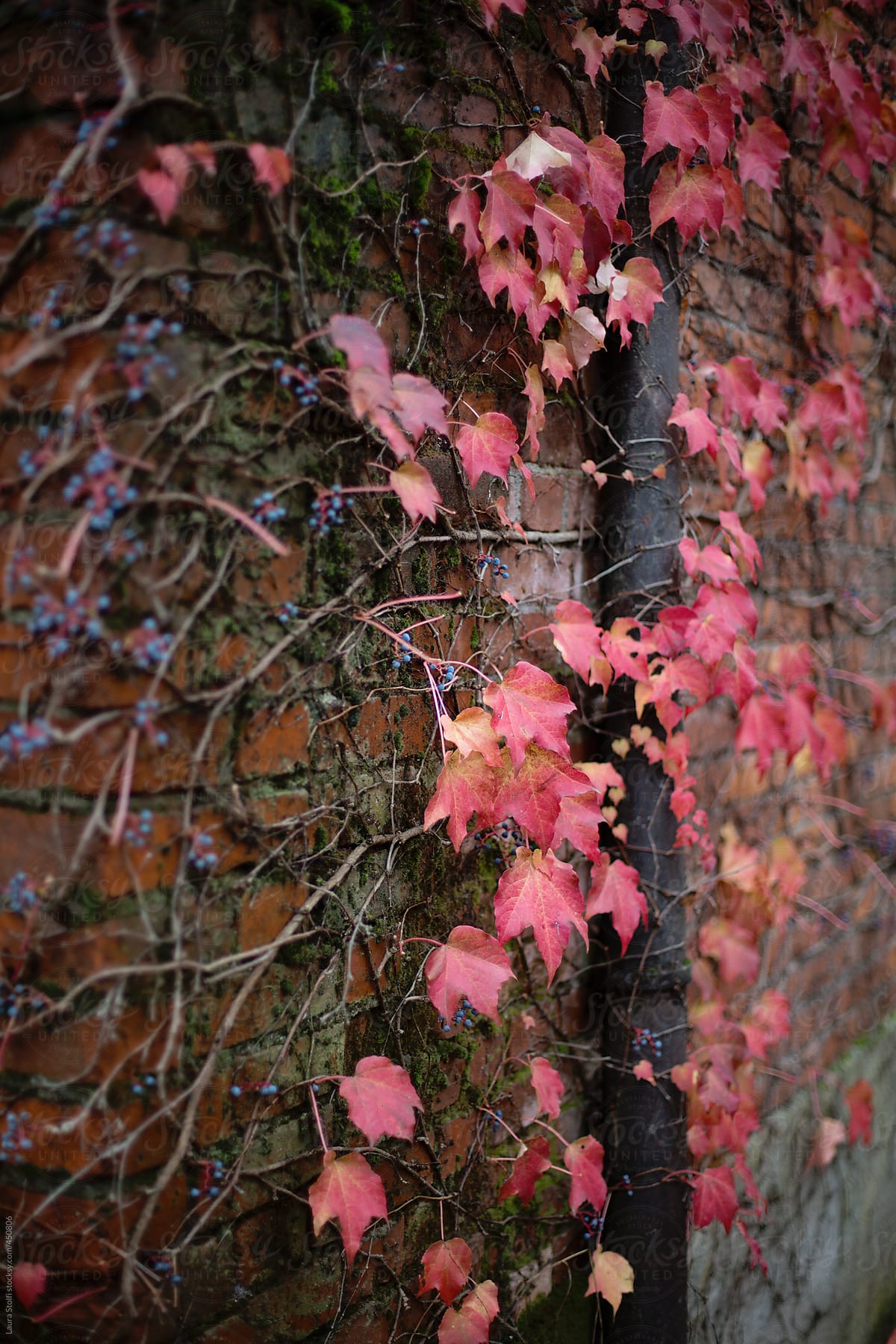 Side view of red ivy leaves and blue berries climbing on old bricks wall