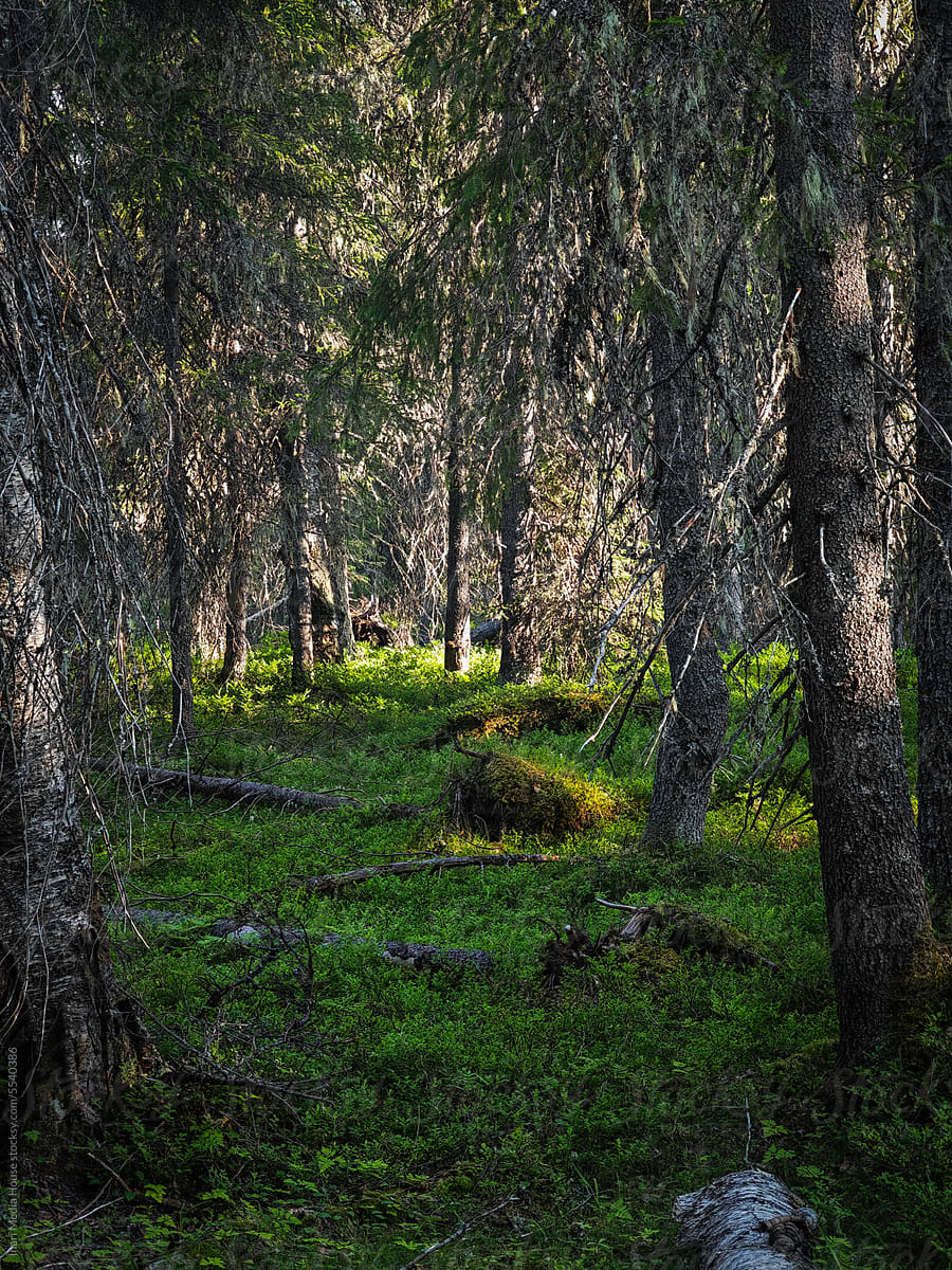 Boreal Forests In the Summer Create an Almost Mythical Atmosphere