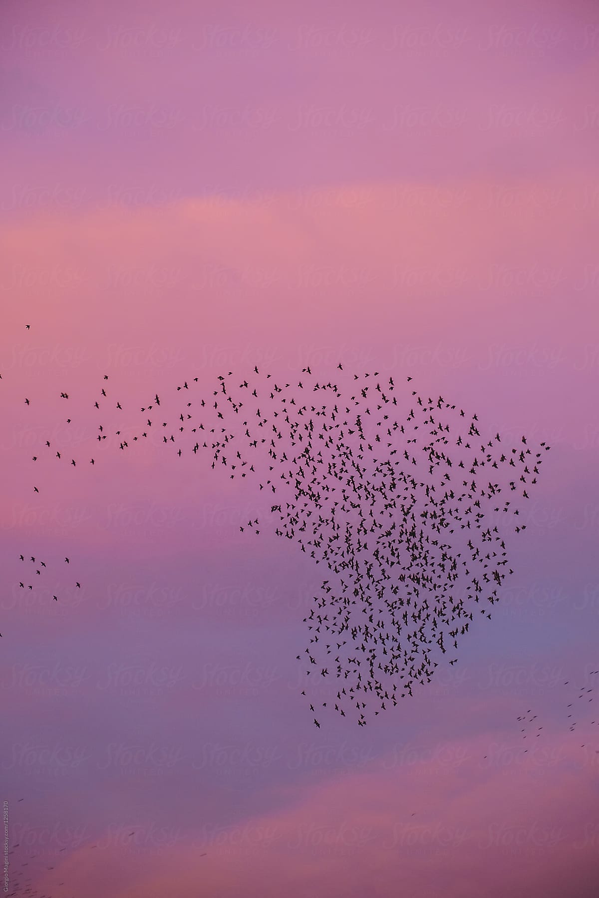 Flock of Birds at Sunset