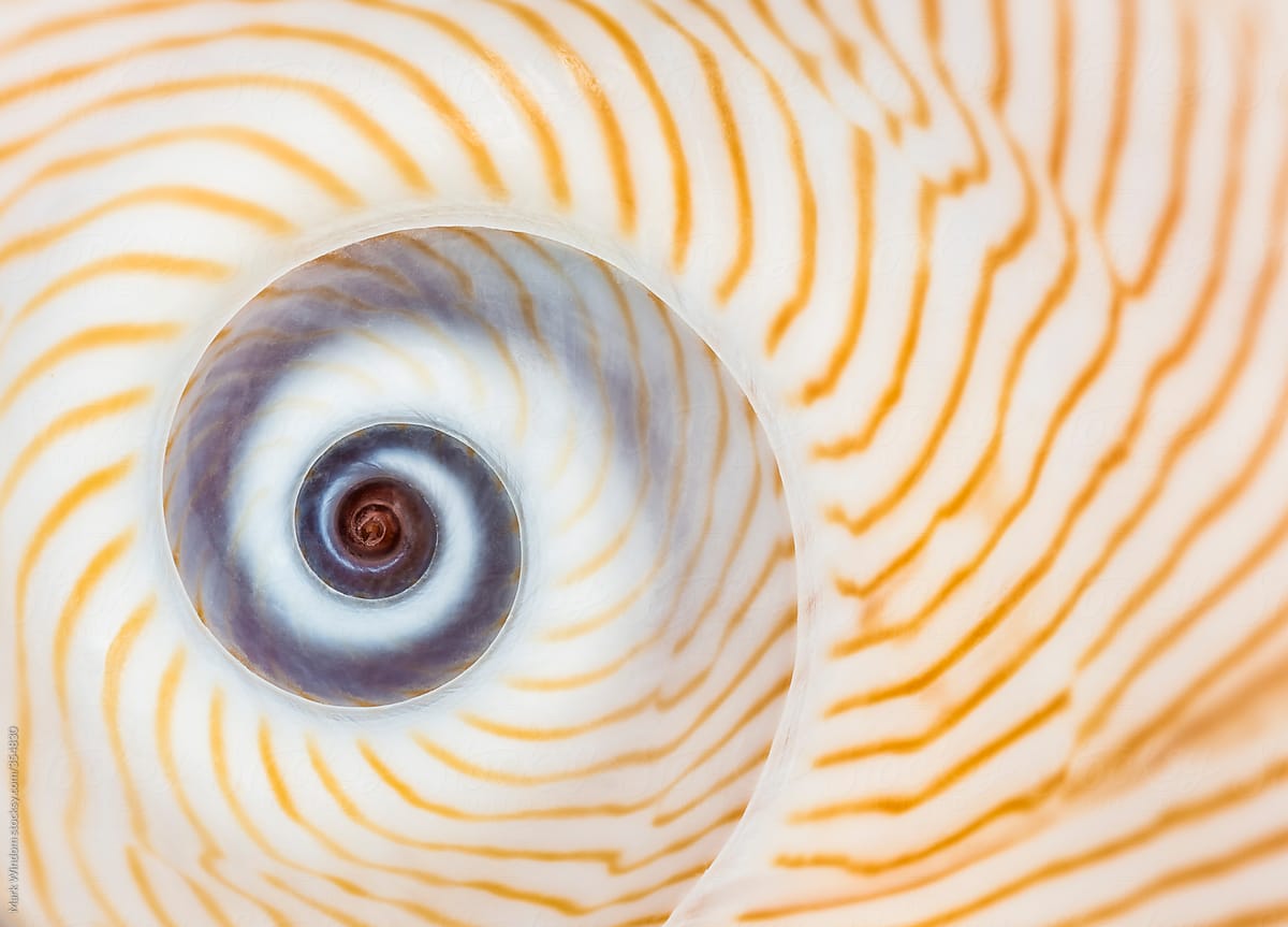 Patterns in a \'Lined Moon\' seashell