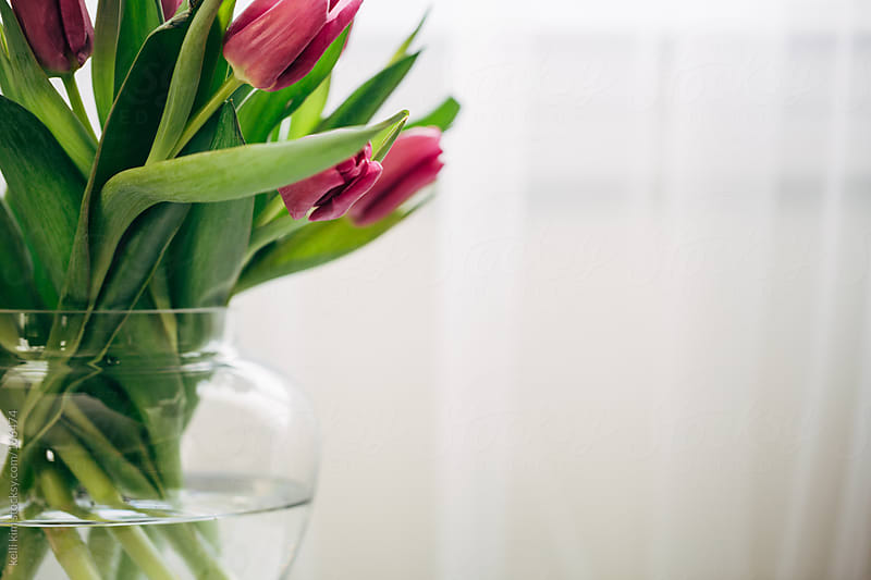 Fuschia colored tulips in clear glass vase by kelli kim - Stocksy United