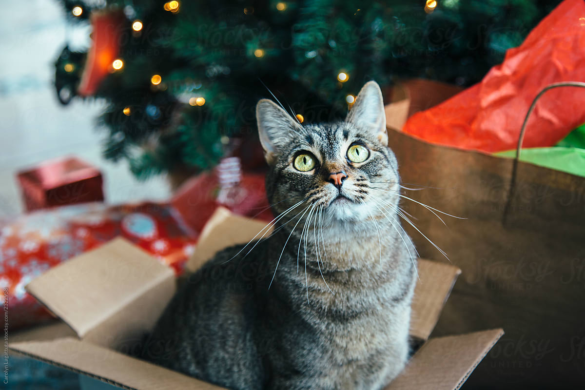 Tabby cat in a box under the Christmas tree