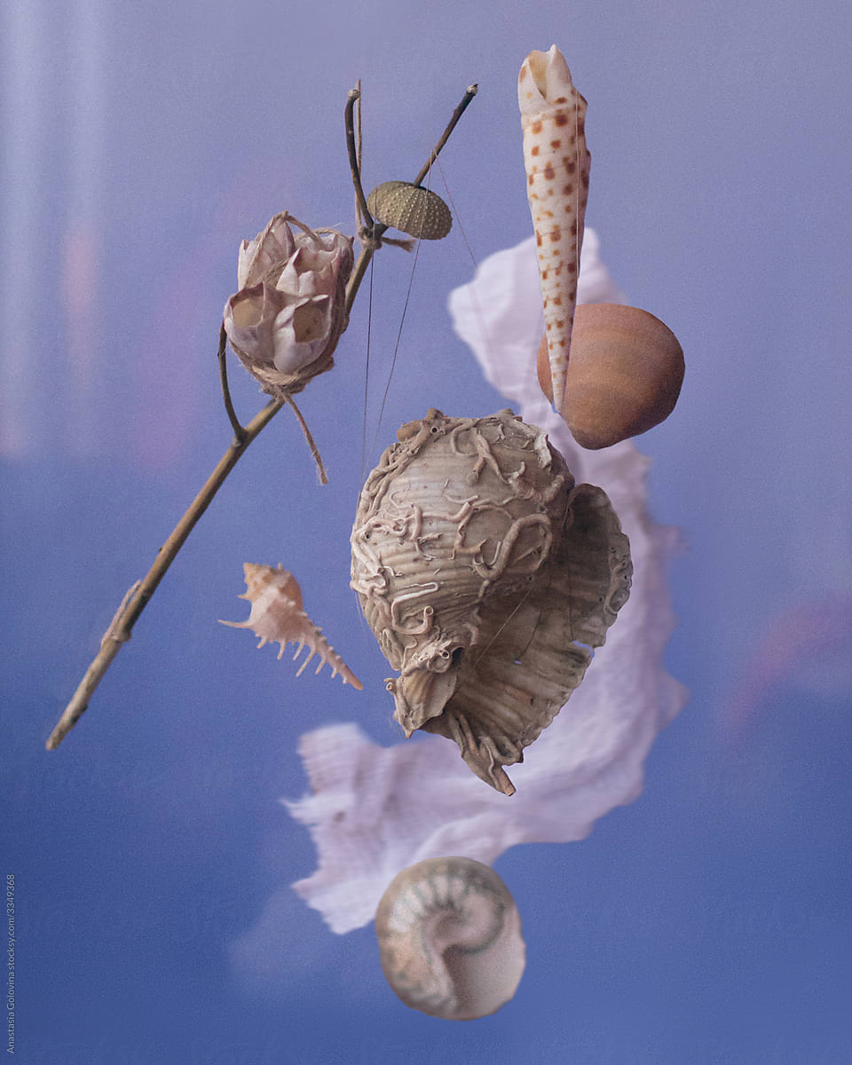 Still life with seashells