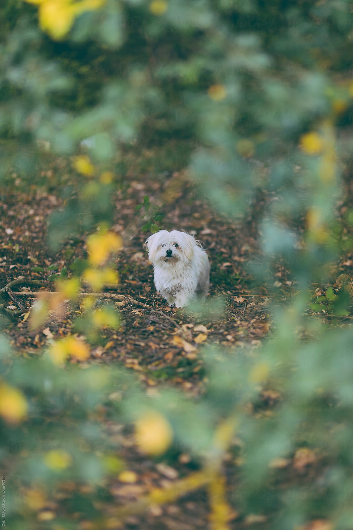 Dog standing in to the forest
