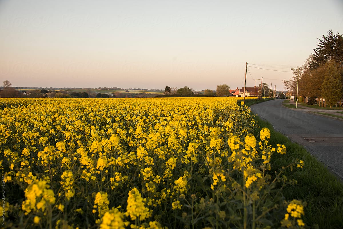 Field of yellow rape seed plants with road to side