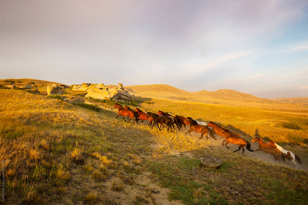 Horses on the open prairie grasslands.