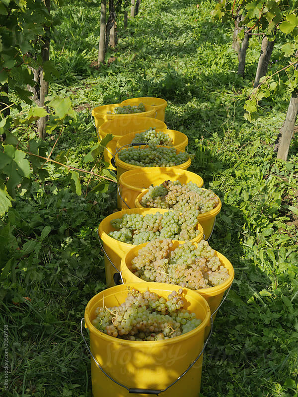 Plastic buckets with green grape on grass