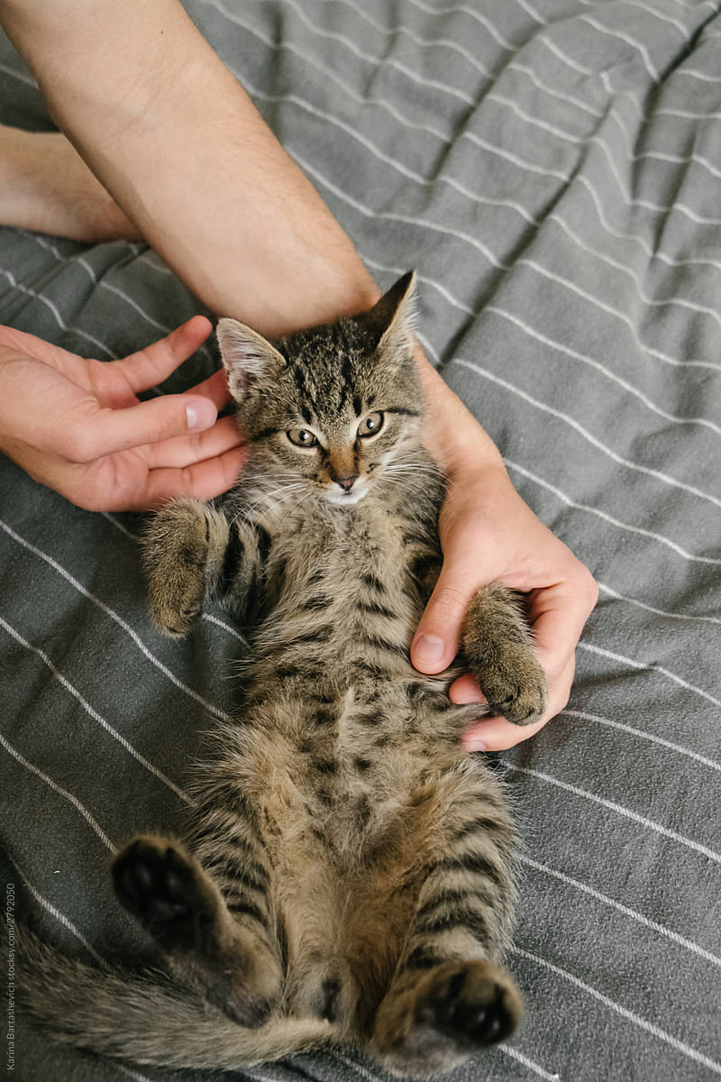 the kitten lies in the owner’s hands on a gray blanket in a bright apartment