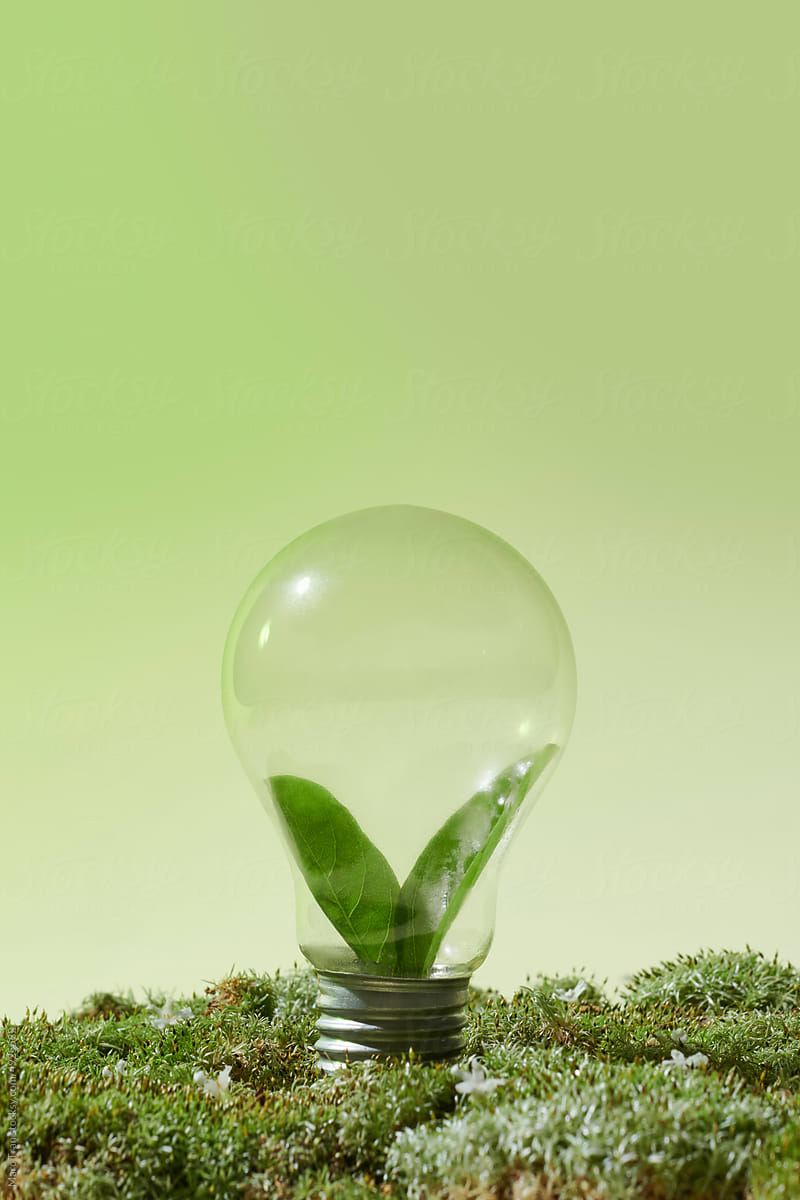 Green forest with moss and grass with lightbulb.