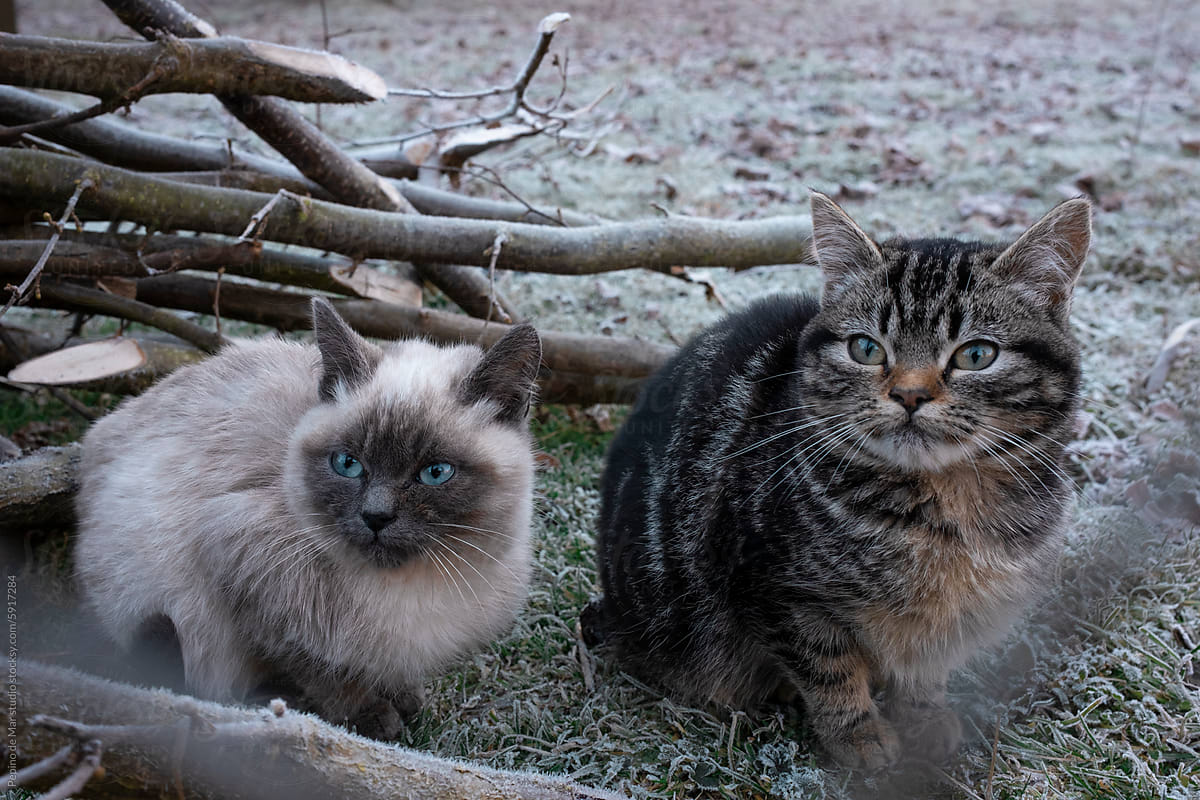 Frosty morning cats