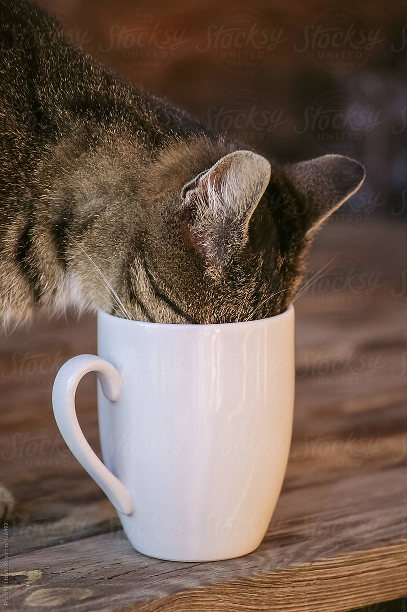 Coffee cup cat