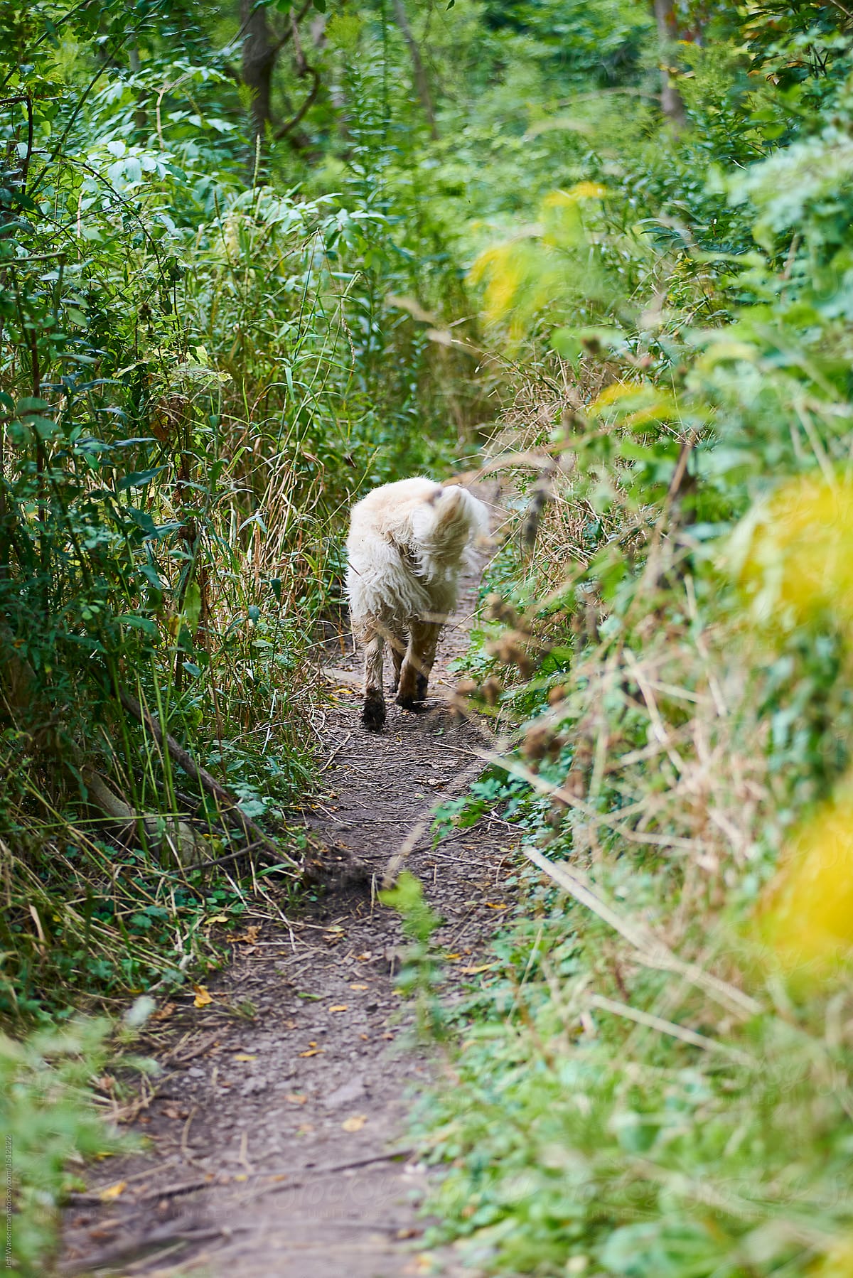 Dog on Forest Path