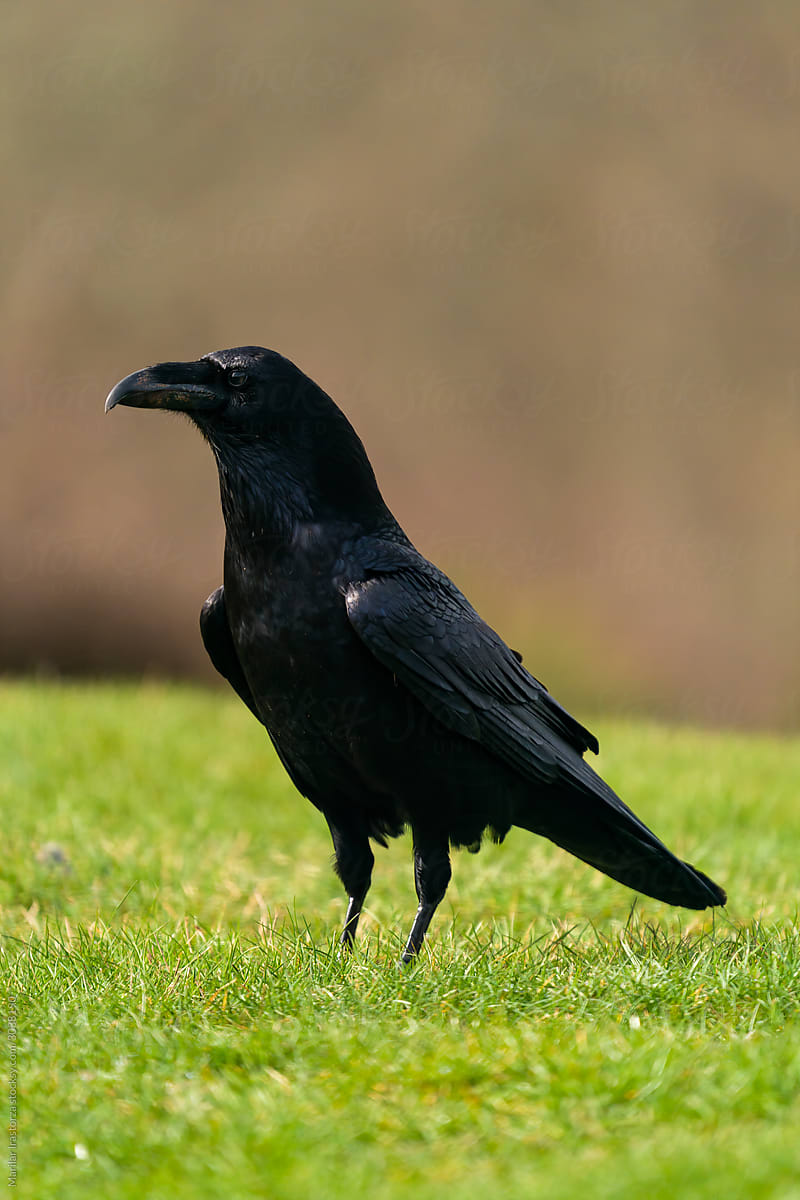 Common raven in natural habitat