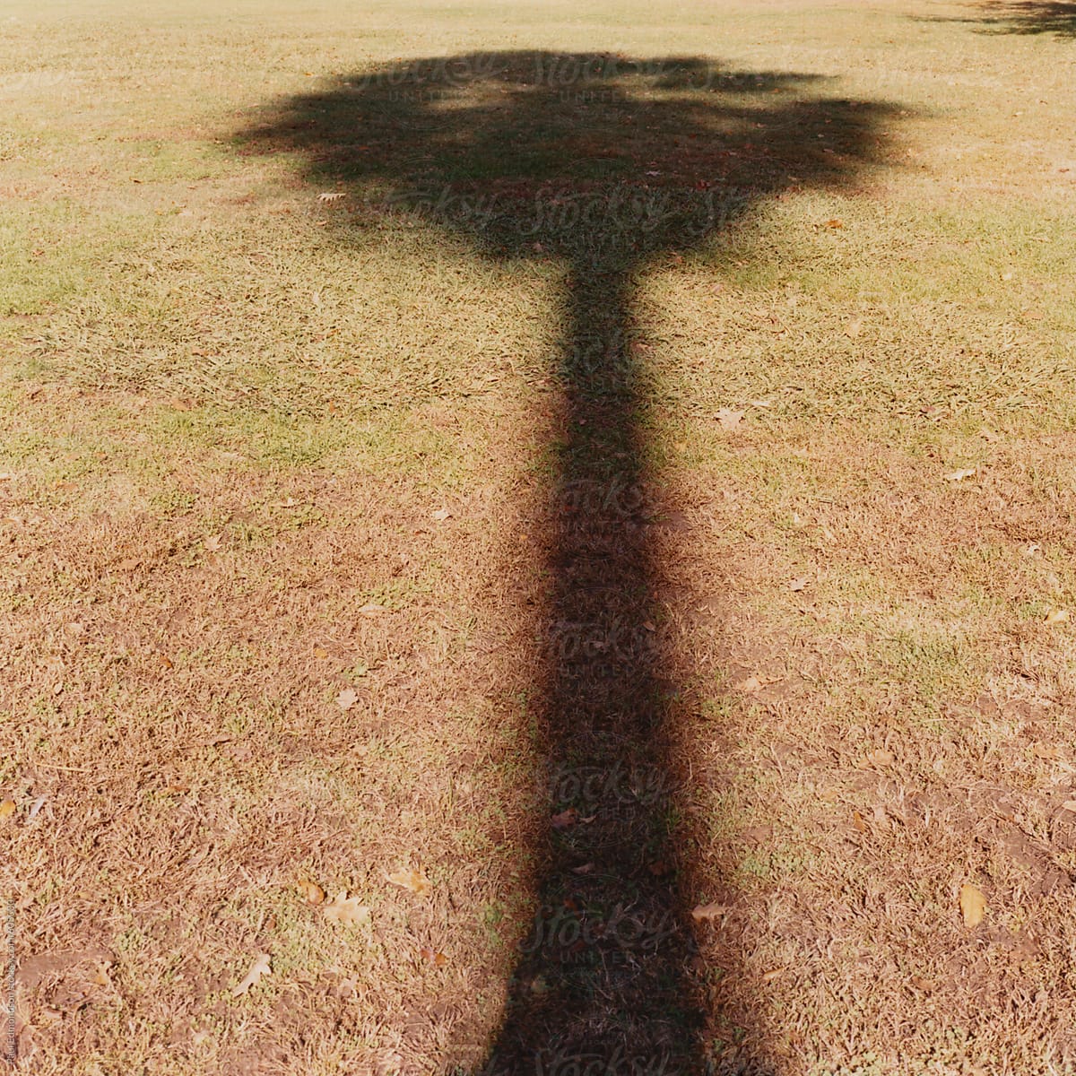 Shadow of palm tree on dry grass