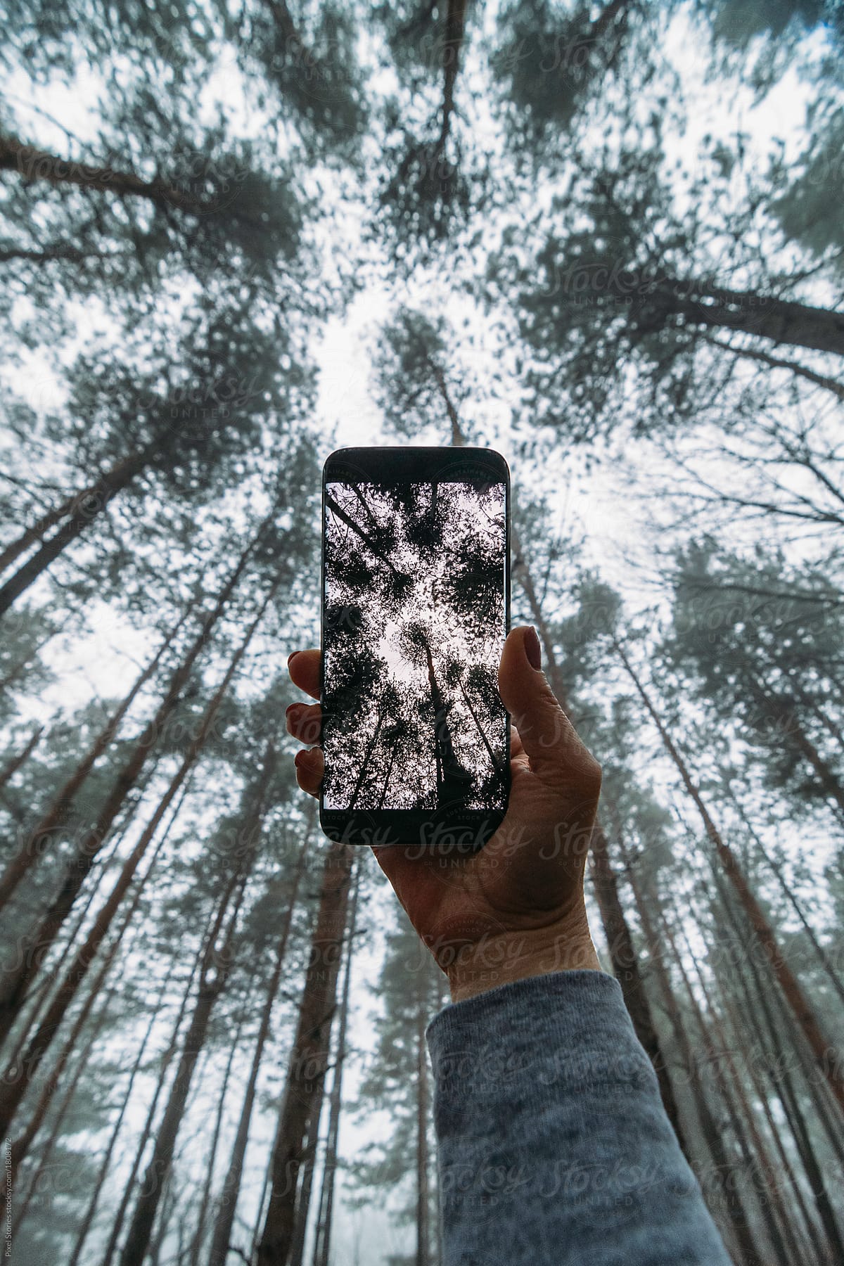 Person taking photo of foggy forest canopy