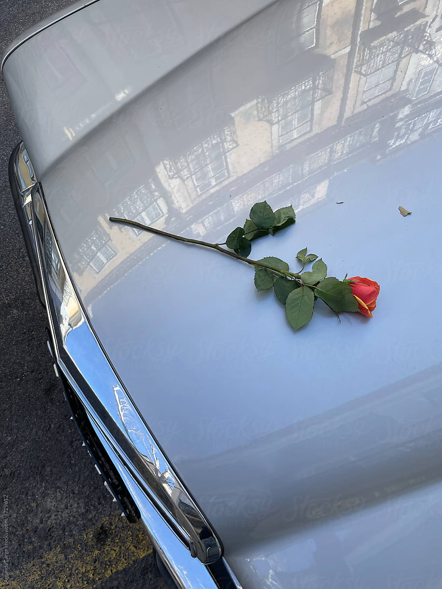 rose on a car hood