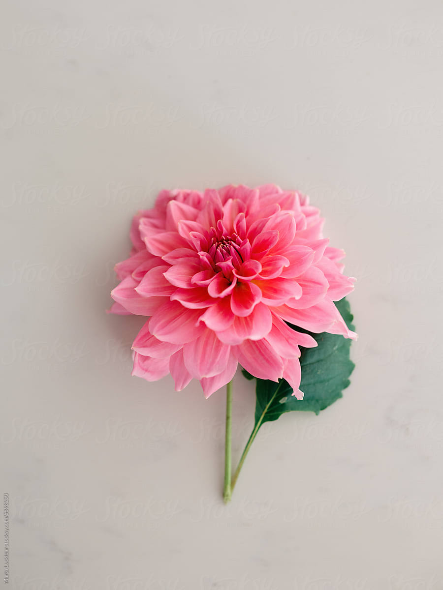 Bright pink dahlia flower