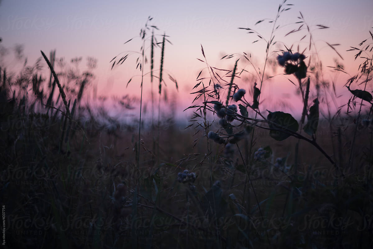 Meadow on summer nature sunset grass