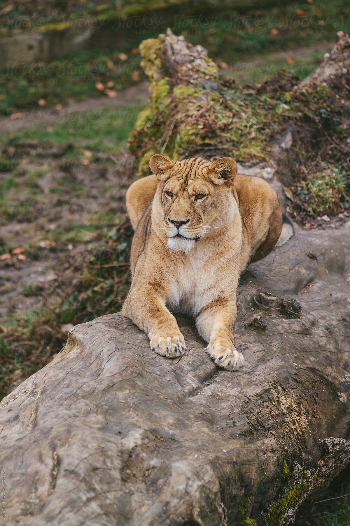 female lion relaxing on a fallen tree