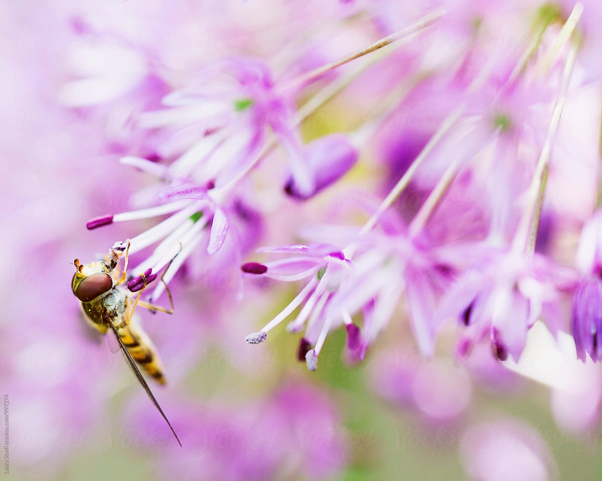 Hoverfly with tongue inside Allium flower, macro catch