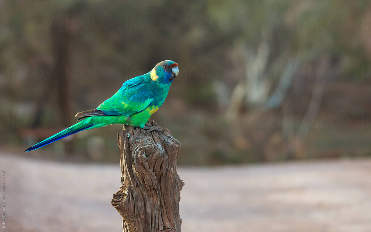 Australian Ringneck parrot