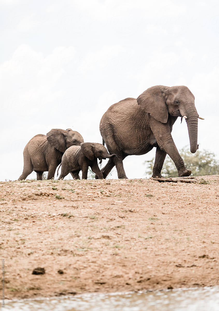 A family of elephants walking to a waterhole in Savanna