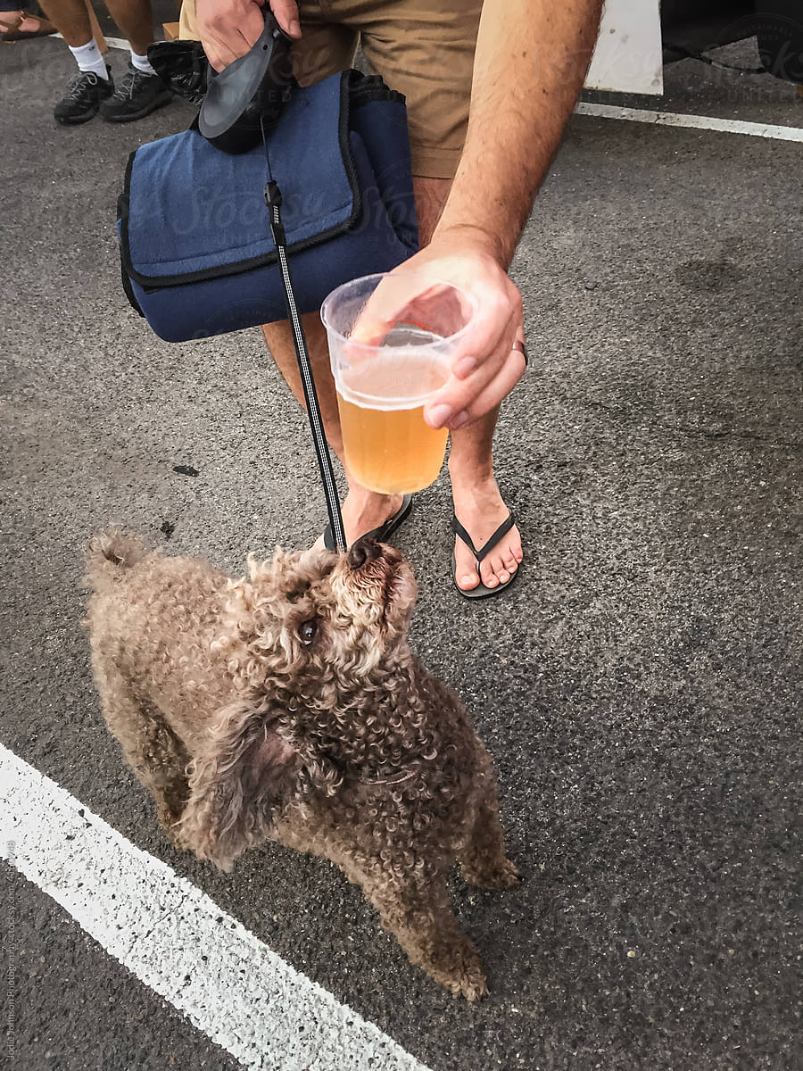 Dog wanting a beer cup