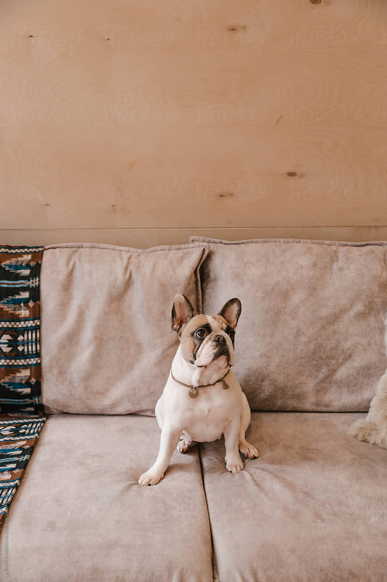 Cute dog sitting on comfortable couch at home