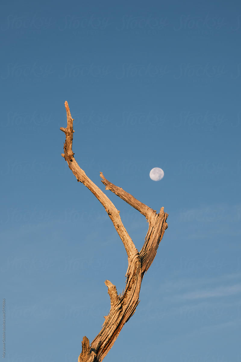 Moon in Blue Sky with Dead Tree