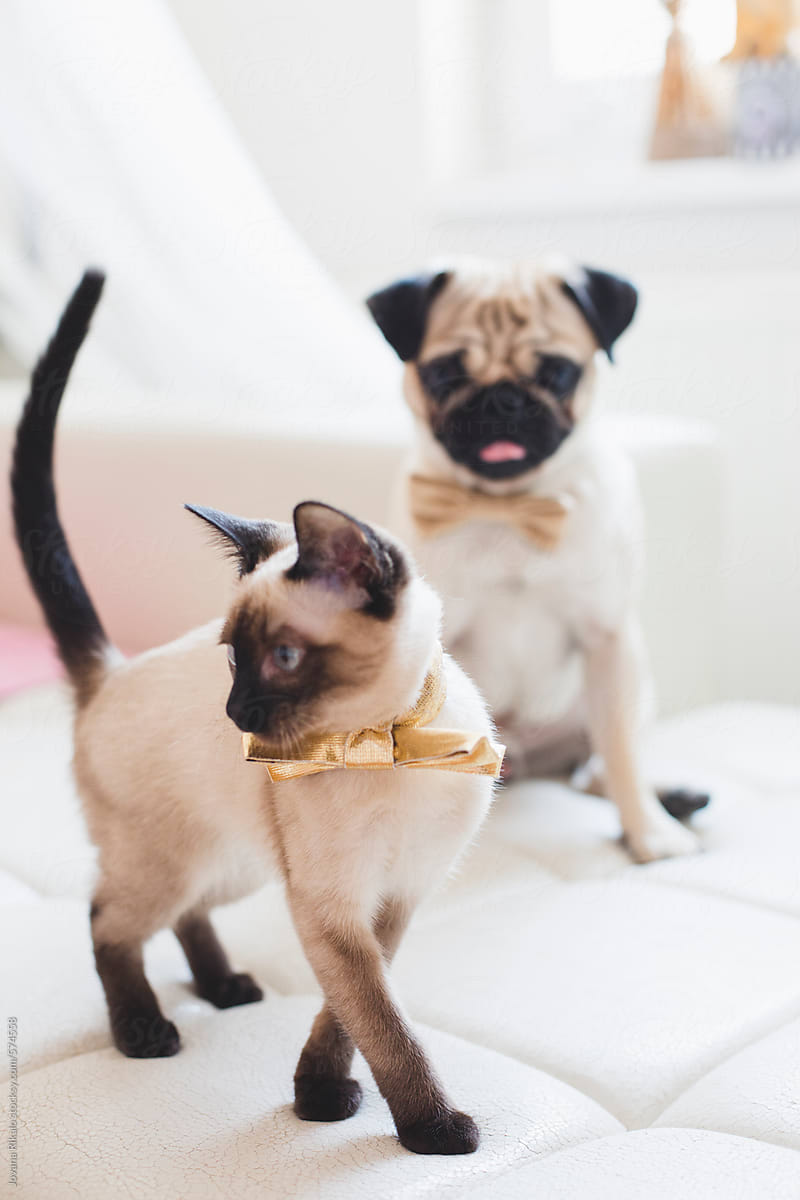 Fashionable kitty and pug-dog