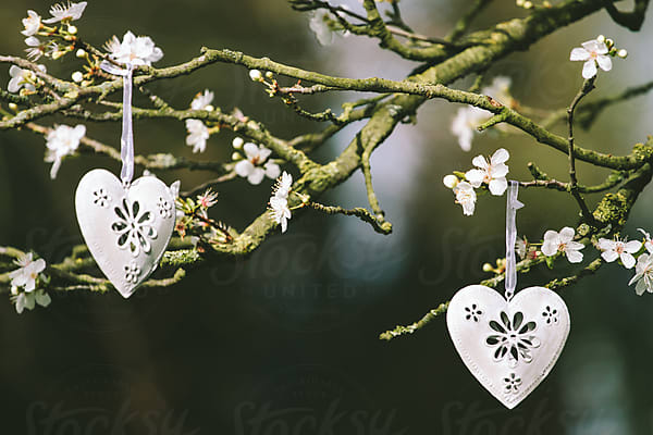 White Metal Heart Decorations Hanging In A Blossom Ree by Stocksy  Contributor Helen Rushbrook - Stocksy