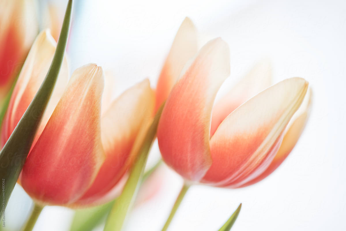 Coral colored ombre tulips with white background