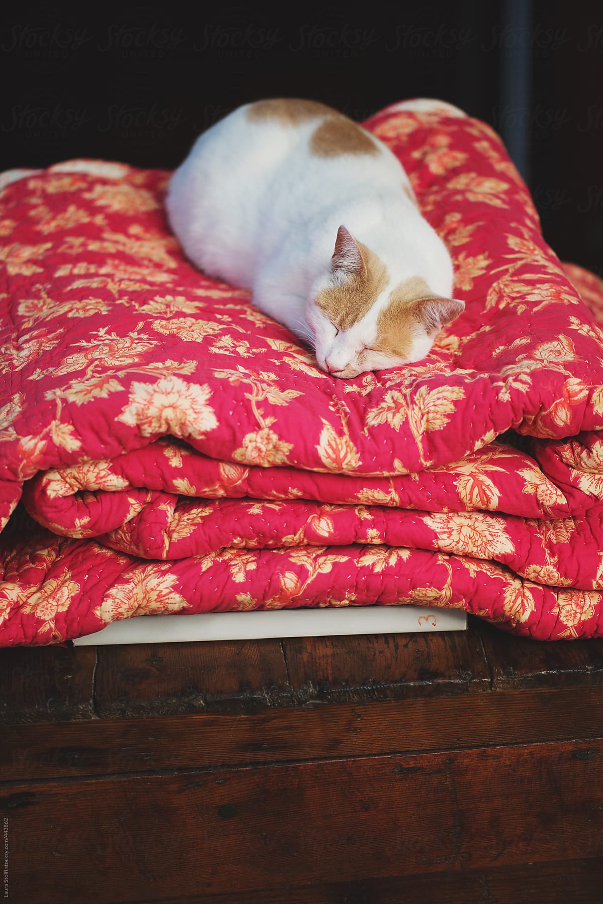 Cat sleeping hard on folded red quilt on wooden chest
