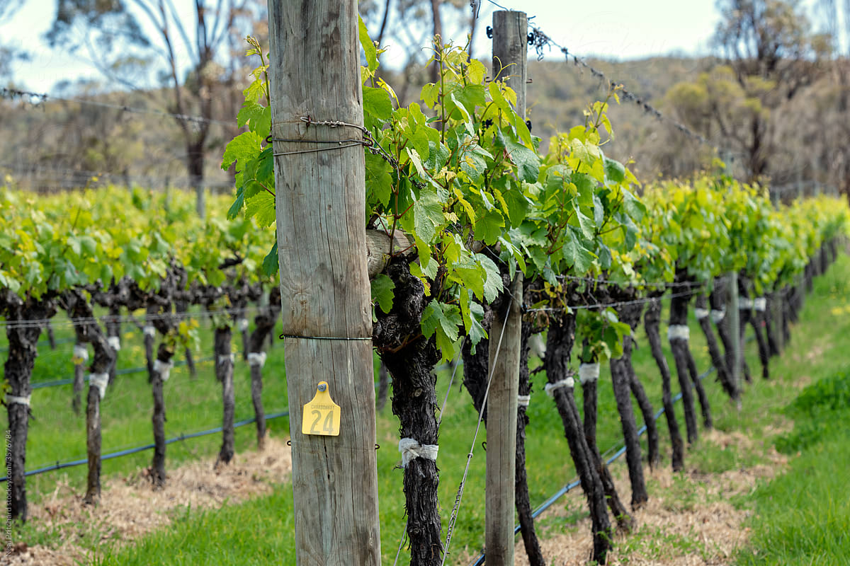 Vineyards in spring with new group on the vine