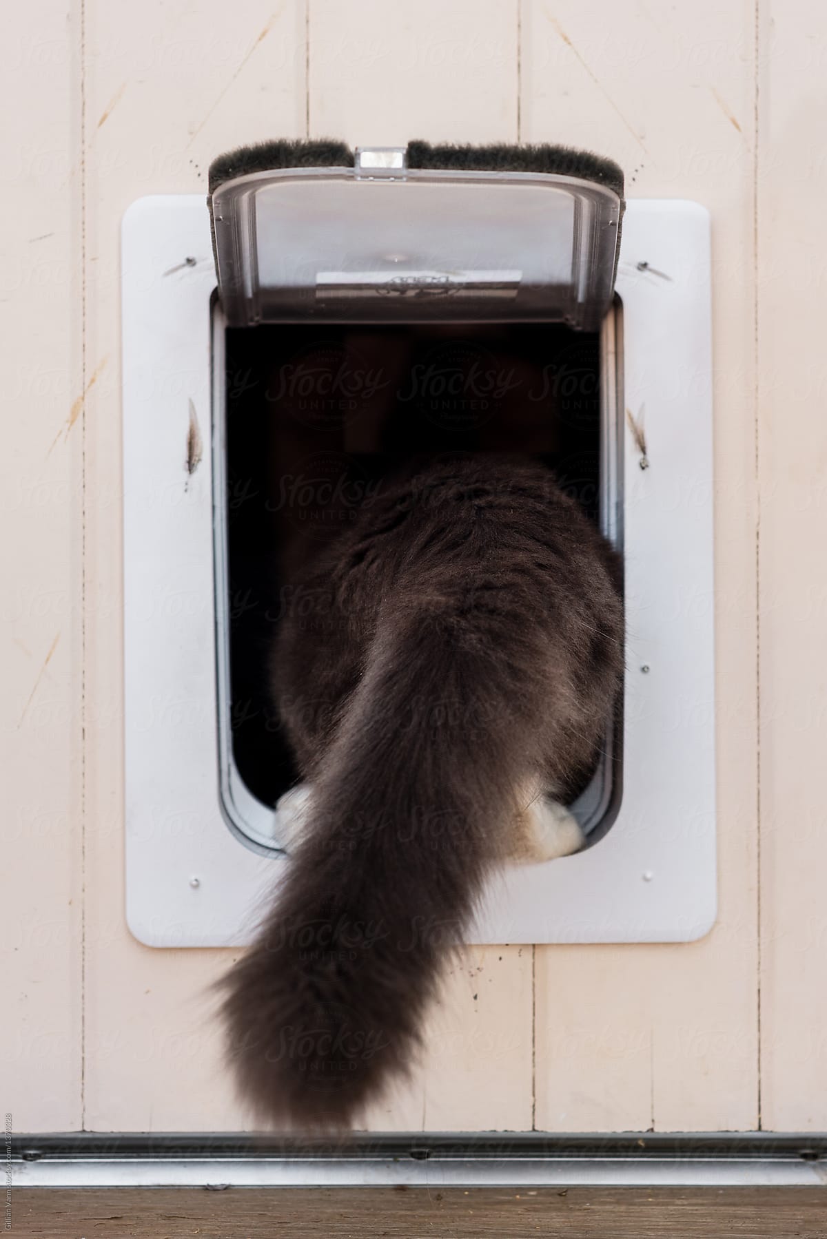 cat learning to use cat flap