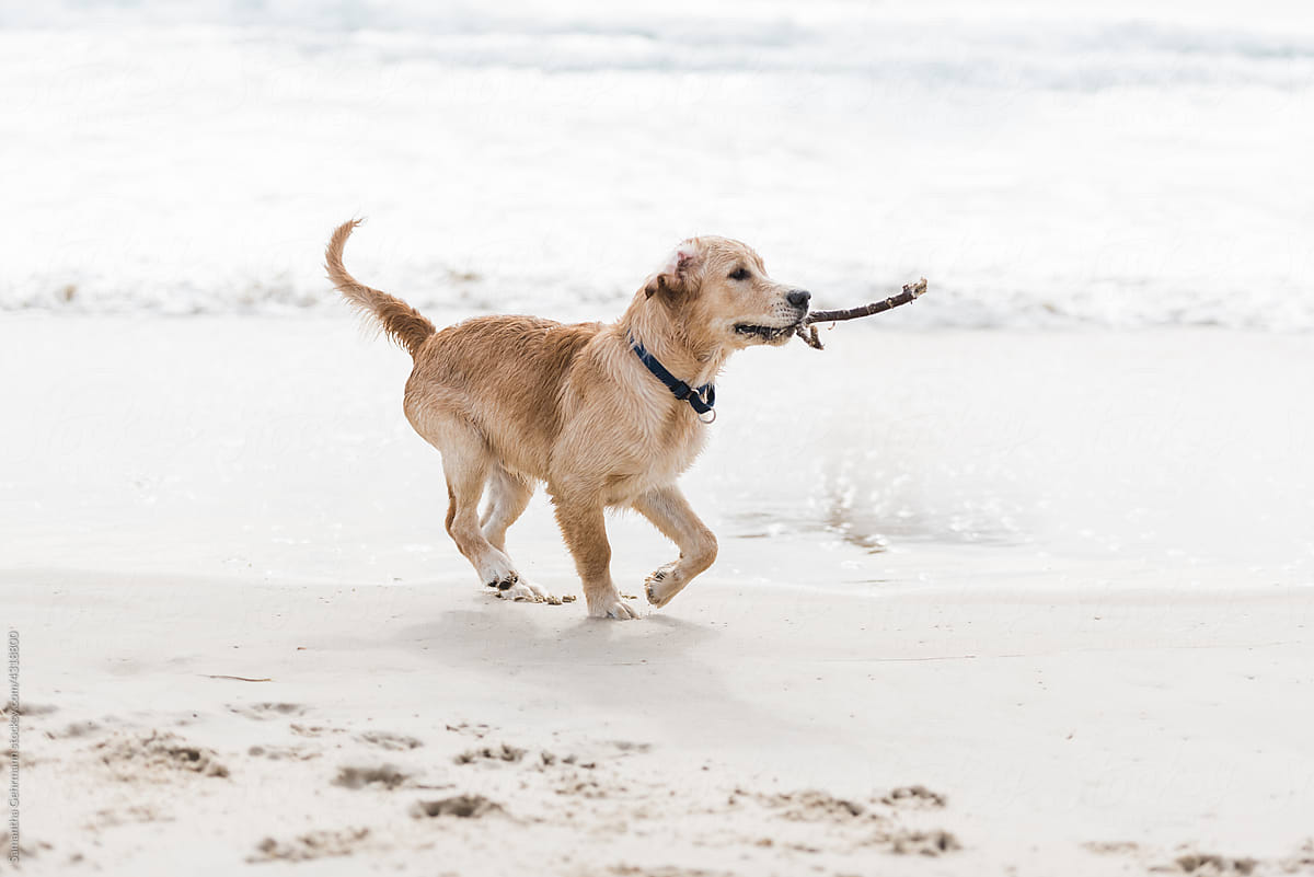 labrador running with stick
