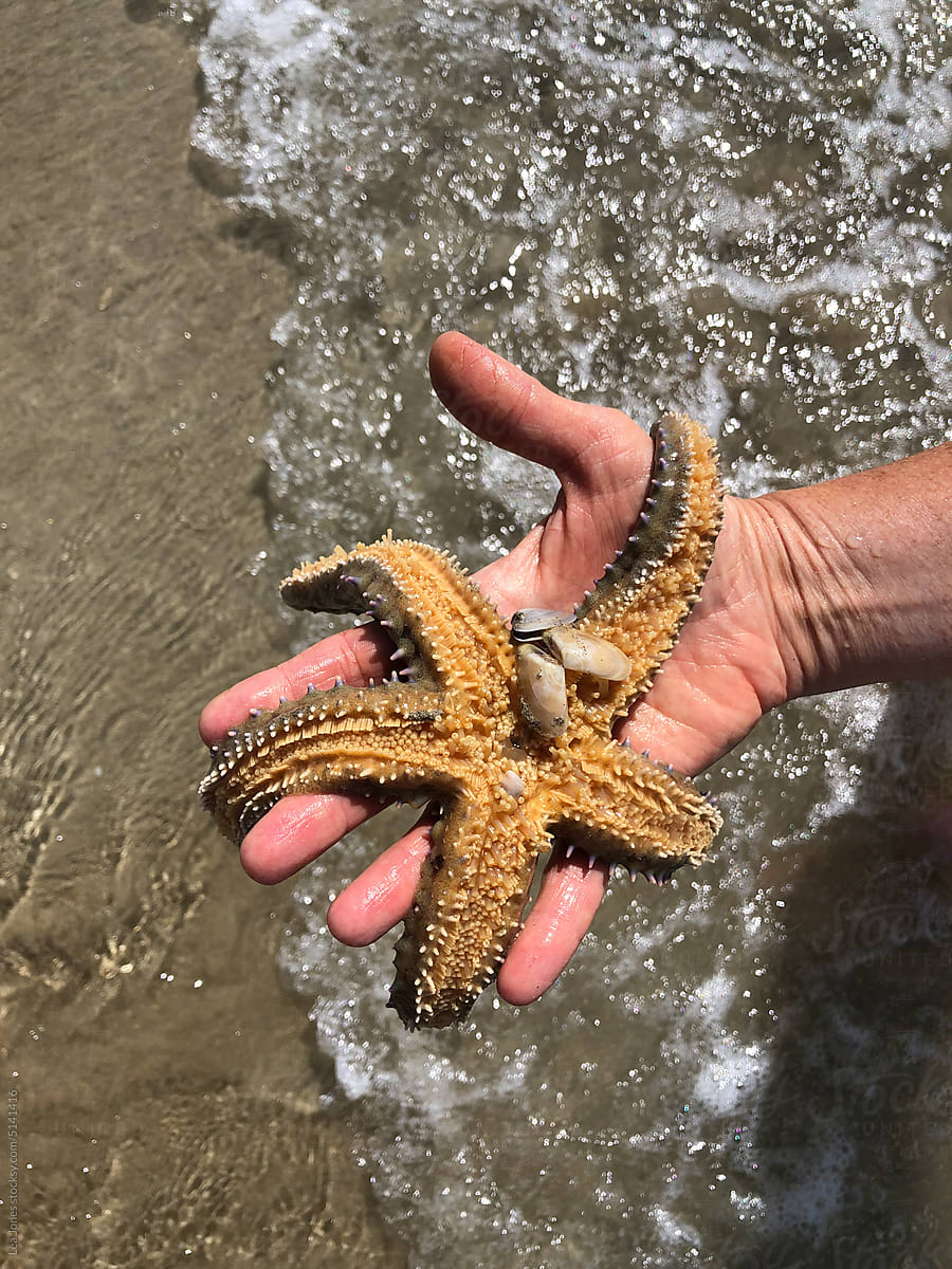UGC of hand holding starfish