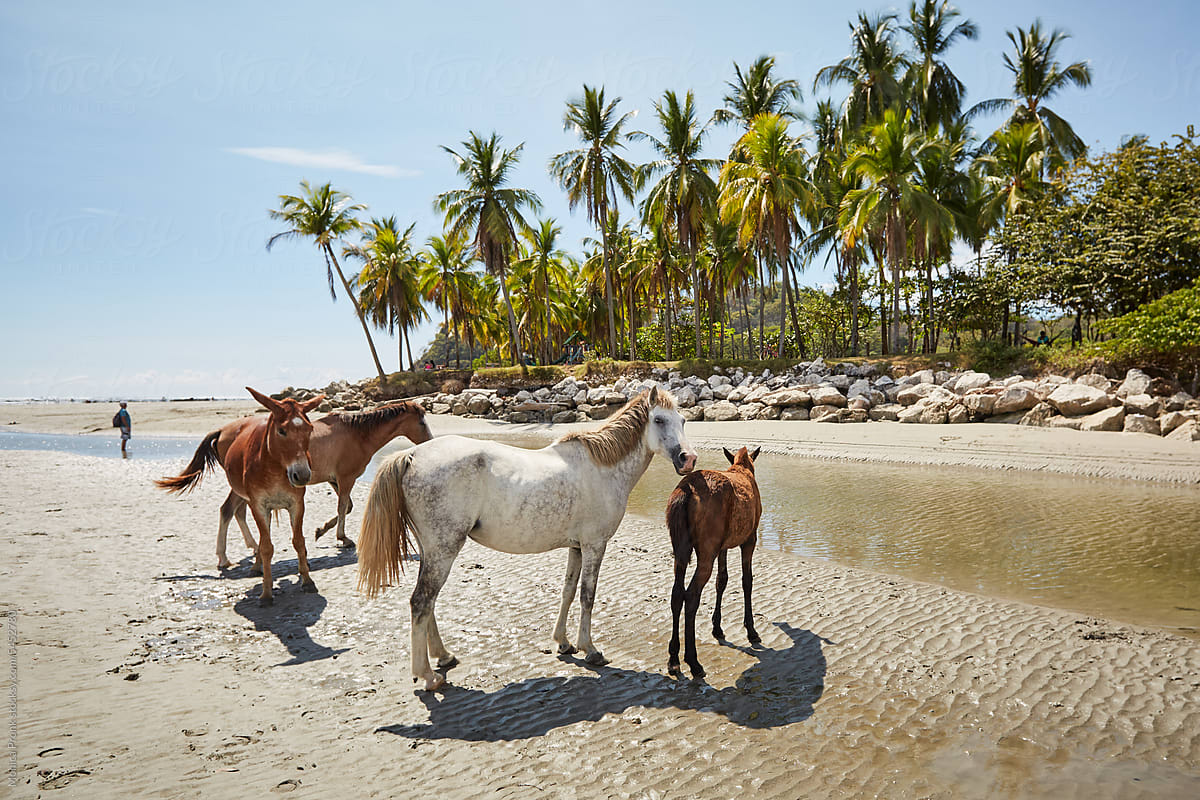 Beach Horses and Palms