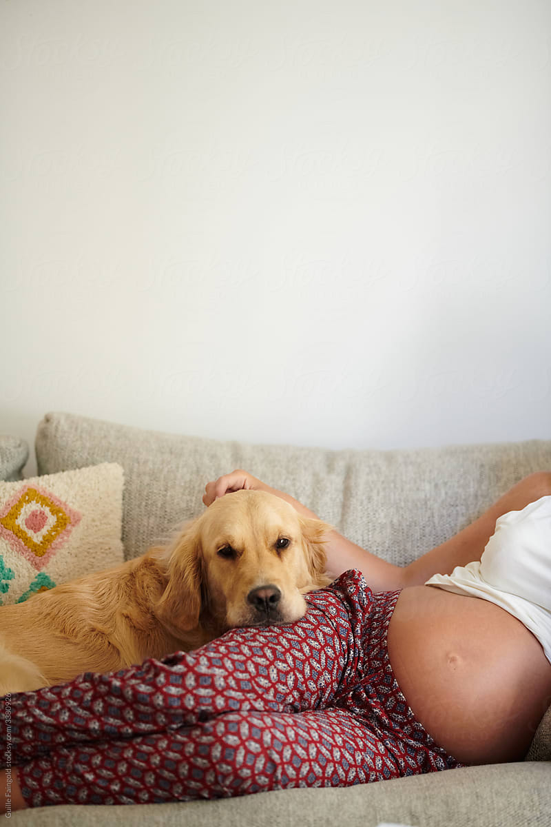 Pet Dog lying on pregnant woman