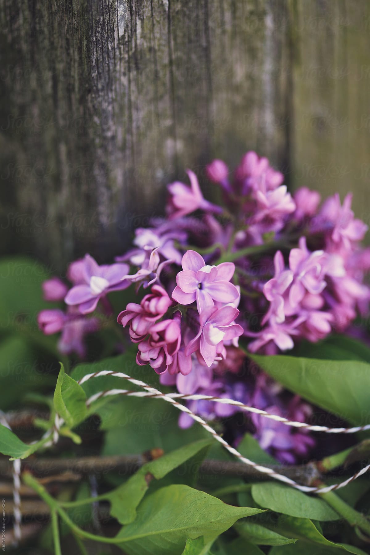 Lilacs Tied With String