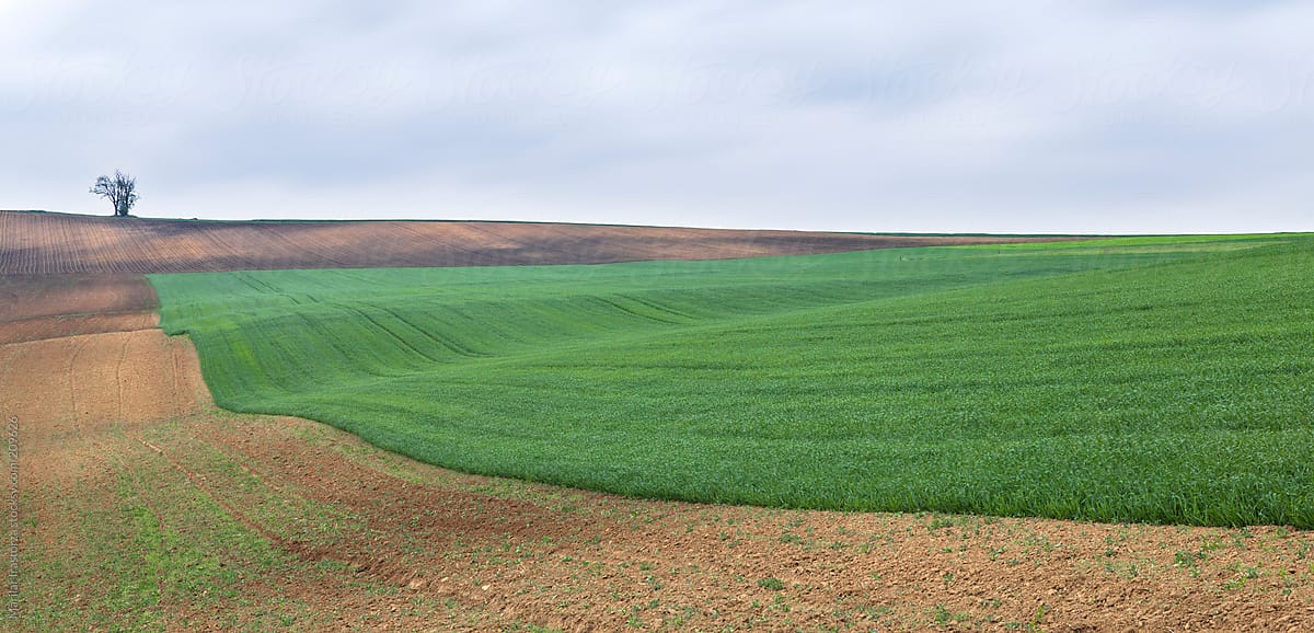 Beautiful cropland in South Moravia