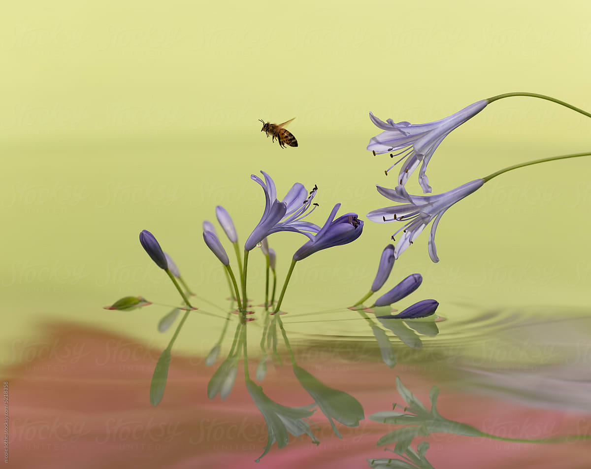 Bee flying from flowers over pink water
